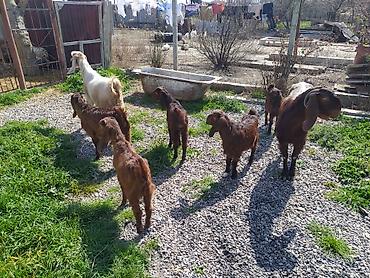 Digər kənd təsərrüfatı heyvanları: Hələb keçiləri satılır.2ana 5bala — 4