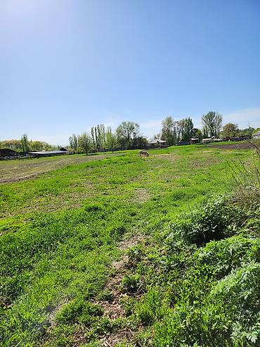 Продажа коттеджей и домов: Продаю участок (с домом, возможно под снос) 20лет никто не жил и есть — 7