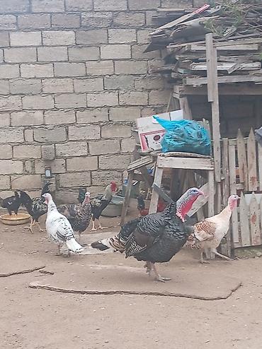 quş xana: 1 Xoruz 3fərə hinduşka satılır hinduşkalardan yumurtayalanıda var kim — 2