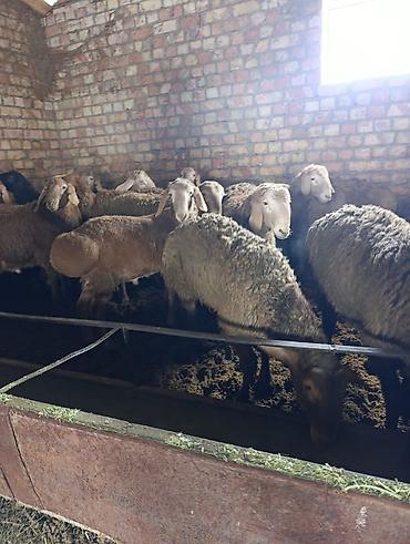 Баран, овца: Продаю | Баран (самец) | Арашан | Для разведения | Племенные — 7