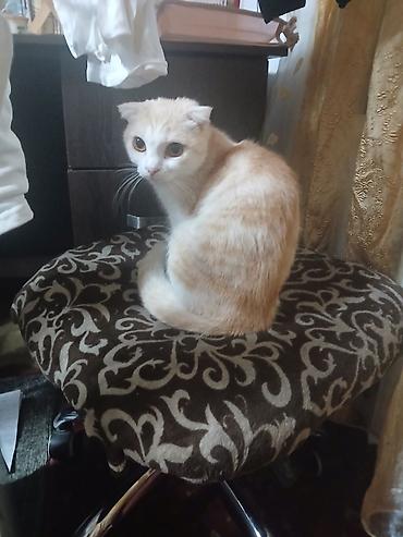Отдам даром кошку: Котята в добрые руки. одна девочка, два мальчика. едят любую еду, к — 7