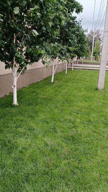 спилить дерево: Обрезка живых изгородей обработка сада против вредителей и болезней