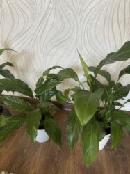 ароматизаторы для дома бишкек: Цветы по 800 с