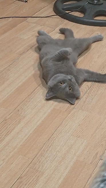 ragdoll pisik: Britan — 4