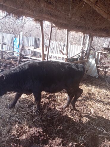 Inəklər, öküzlər: Erkək, il: 1, 360 kq, Damazlıq, Ünvandan götürmə — 7