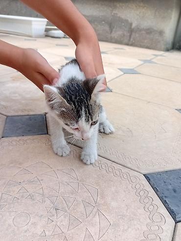 Мышыктар: Котята — 3 малыша, и Мама короткошёрстные. Описание: - Возраст — 2