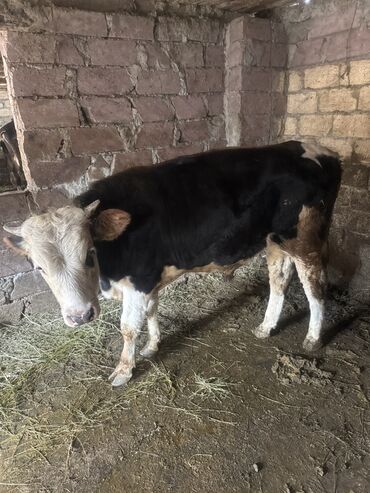 Inəklər, öküzlər: Inəklər öz qapimizin heyvnalradir saf qan simental balalari ilə — 9