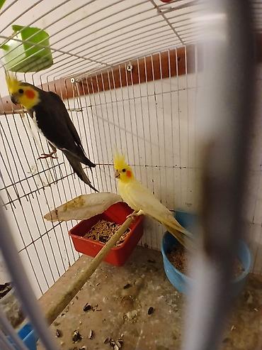 papuqay type 1: Məhsul: Nimfa (Cockatiel) cütlükləri və yuvalama dəsti Korella — 2