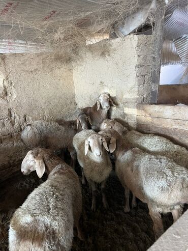 Коровы, быки: Продаю | Корова (самка) | Полукровка | На откорм | Привязанные — 5