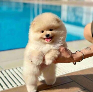 İtlər: Şpitz, 1 il, Dişi, Peyvəndli, Rayonlara çatdırılma, Pulsuz çatdırılma, Ünvandan götürmə — 13