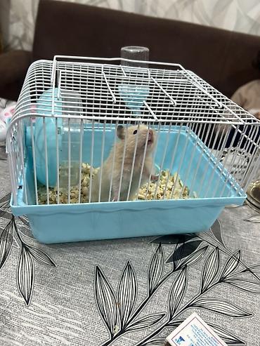 yem qabları: Hamster və qəfəs dəsti - Növ: kiçik ev heyvanı – gold hamster - Rəng — 3