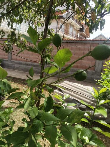 Limun: Stablo limuna, sa plodom, u cvetu. vise komada — 1