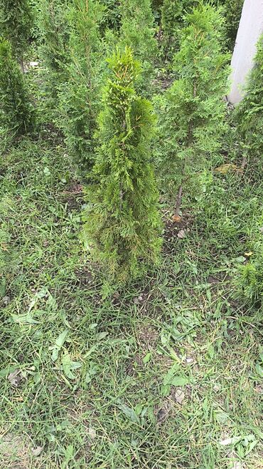 Декоративные деревья: Саженцы деревьев: Туи — 7