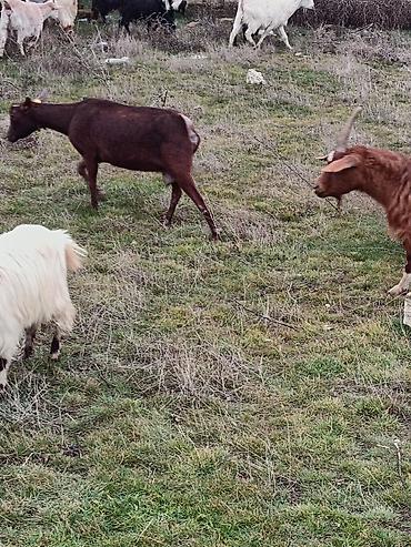 Keçilər, çəpişlər: Çəpiş keçi qoyun sürü və ya tək tək satram. Qiymet ferqlidirMəhsul — 7