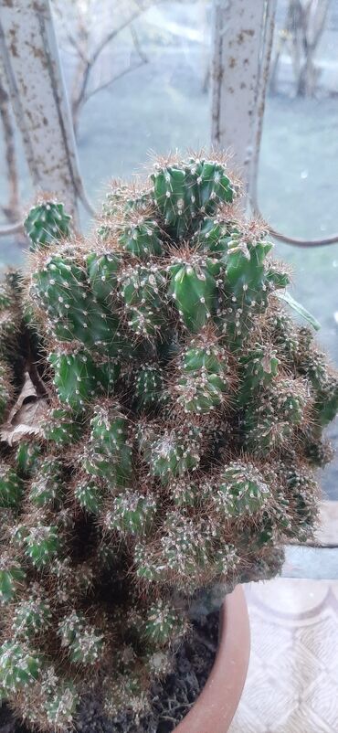 Otaq bitkiləri: Hazir qabda ekilmiş, boyuk ölcude kaktus bitkisi, sağlam ev şeraitin — 3