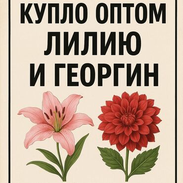 мебель в бишкеке фото цены: Куплю Оптом