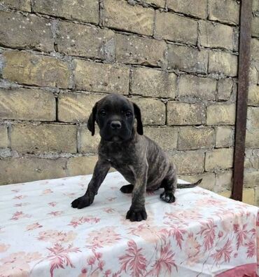 prolecna od suskavog: Cane Corso štenci oštenjeni 15.6.2024. Vakcinisani i očišćeni od