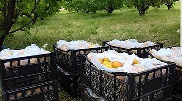 zip lock: Ящики для абрикоса 
 в любом количестве 
погрузка 24/7 — 2