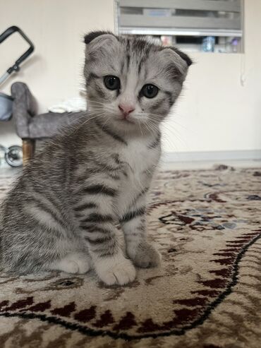 шотландская вислоухая длинношерстная кошка: Скотиш Фолд (Шотландская вислоухая), 2 месяца, Мальчик, Приучена к лотку