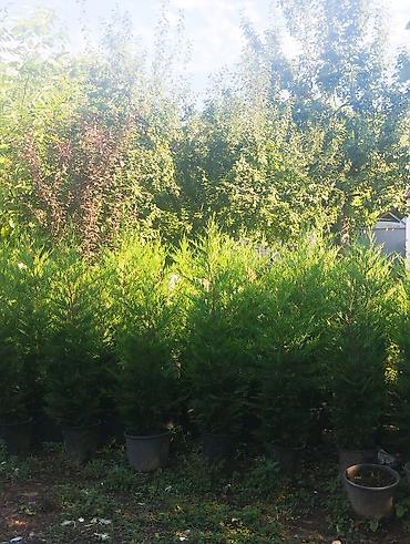 distillə olunmuş su satışı: "Salam, dekorativ limonlu yolkalar satılır. Bağınız üçün ideal və — 3