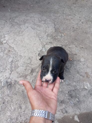it xaski: Pitbul, 1 ay, Dişi, Ödənişli çatdırılma