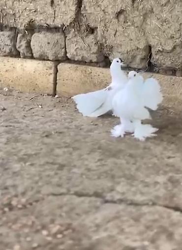 micro toy pudel: Ağ rəngli dekorativ göyərçinlər – lələkli pəncələr və yelpikvari — 2