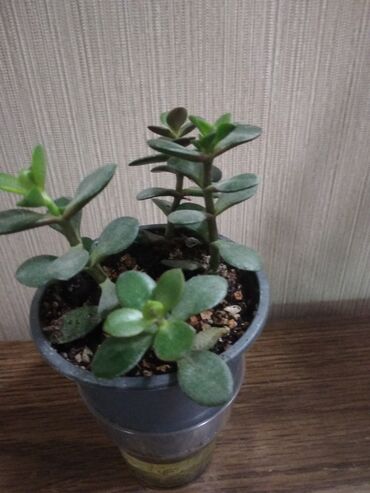 Другие комнатные растения: Суккуленты. каждый 300 сом.Алоэ 500. Молодая гвардия — 6
