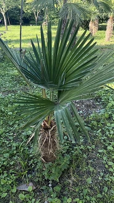Деревья: Trachycarpus fortunei (yelpik formalı yarpaqlı xurma palmaları) – — 4