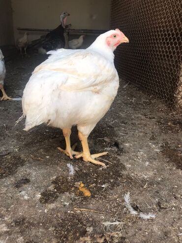 Toyuqlar: Təmizlənmiş Colpa var təmiz əti 1500.1600.1700.1800di istəyən zakas — 3