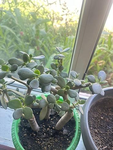 товар цены: 🪴 Комнатные растения по доступным ценам! 🌿 Цены — от 200 до 800 сом — 8