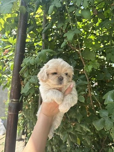 golden balası: Pekines, 2 ay, Dişi — 7