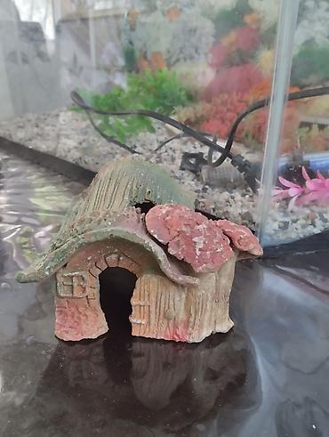 akvarium satilir: Dördbucaq akvarium, 80 l — 7