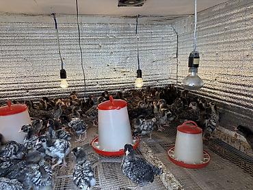 bakida heyvan siginacagi: Toyuq cücələri, Damazlıq, Ünvandan götürmə, Ödənişli çatdırılma, Rayonlara çatdırılma — 9