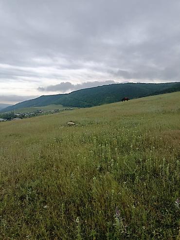 bartee: 300 sot, Kənd təsərrüfatı, Barter mümkündür, Kupça (Çıxarış) — 5