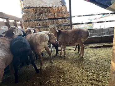 Бараны, овцы: Продаю | Баран (самец), Овца (самка) | На забой — 3