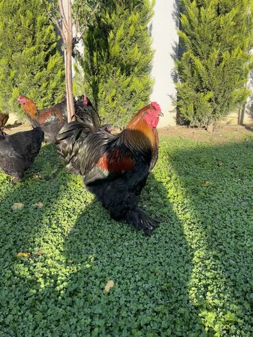 Xoruzlar: Brama xoruzları. Biri 2 illik xoruz - 100₼ İkisi 7 aylıq xoruz — 9