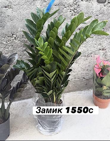 Көк чөптөр жана микро жашылчалар: Комнатные цветы оптом и в розницу — 5