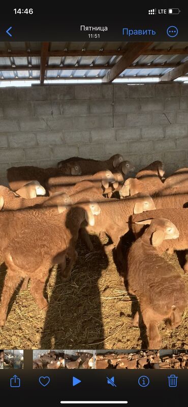 Бараны, овцы: Продаю | Ягненок | Арашан | Для разведения | Племенные at lalafo.kg — 3 Бараны, овцы: Продаю | Ягненок | Арашан | Для разведения | Племенные — 3