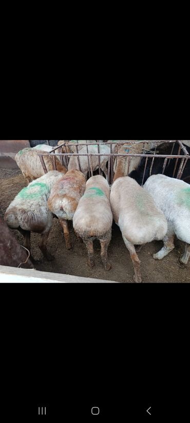 Бараны, овцы: Продаю | Овца (самка) | На забой — 6