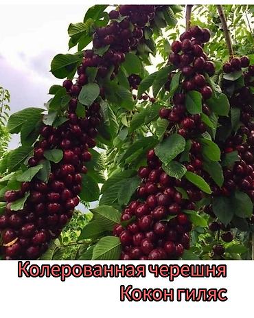 Другие фруктовые и ягодные растения: Саженцы плодовых культур (разные сорта) оптом и в розницу. Успейте — 1