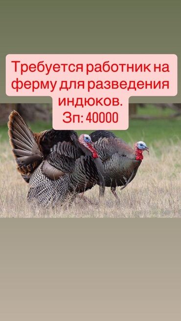 шашлычник работа: Требуется Птичник, Оплата Ежемесячно
