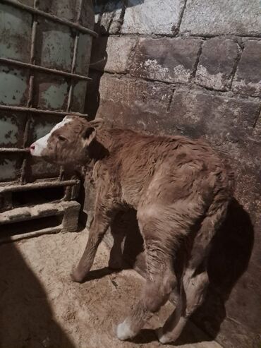 Dana, buzov: Dana, buzov, Erkək, Simental, ay: 5, Damazlıq — 4