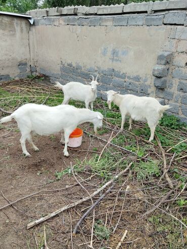 Другие животные: Продается три козы,по 30000сом
