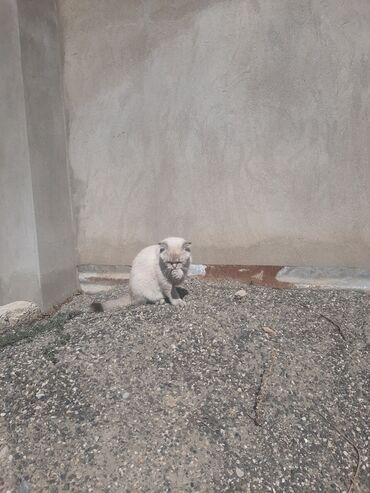 Pişiklər: Şotland yastı qulaq, Dişi — 7