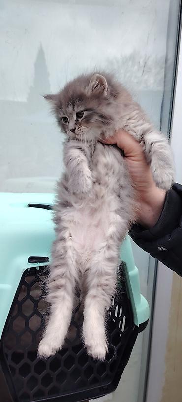 Pişiklər: Yaxşı əllərə — 1