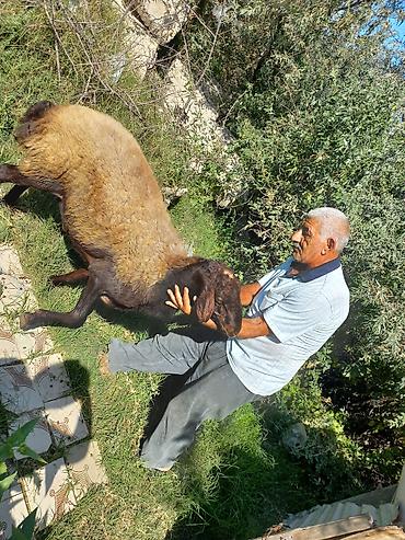 Qoyunlar, qoçlar: Qoyun – qala cinsi - Cins: Qoç - Boy-buxun: Uzunbədənli, möhkəmli - — 3