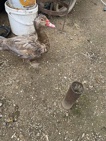 Ördəklər: Muscovy (barbariska) ördəkləri – boz-qəhvəyi rəng çalarında, qırmızı — 4