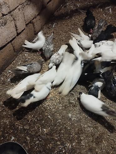 pekines ağ: Ev göyərçinləri – müxtəlif rəng və naxışlarda sürü Məhsul təsviri: - — 5