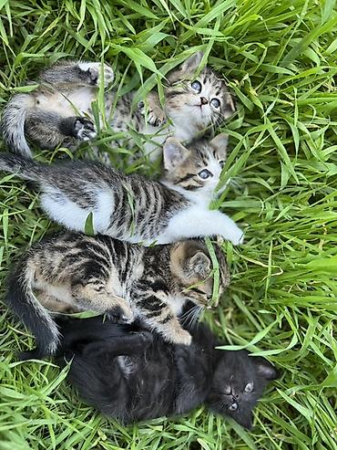 Продажа кошек: 🐾 Очаровательные котята ищут дом! 4 пушистых малыша готовы подарить — 1