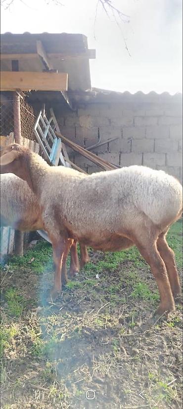 Баран, овца: Продаю | Баран (самец) | Для разведения — 4